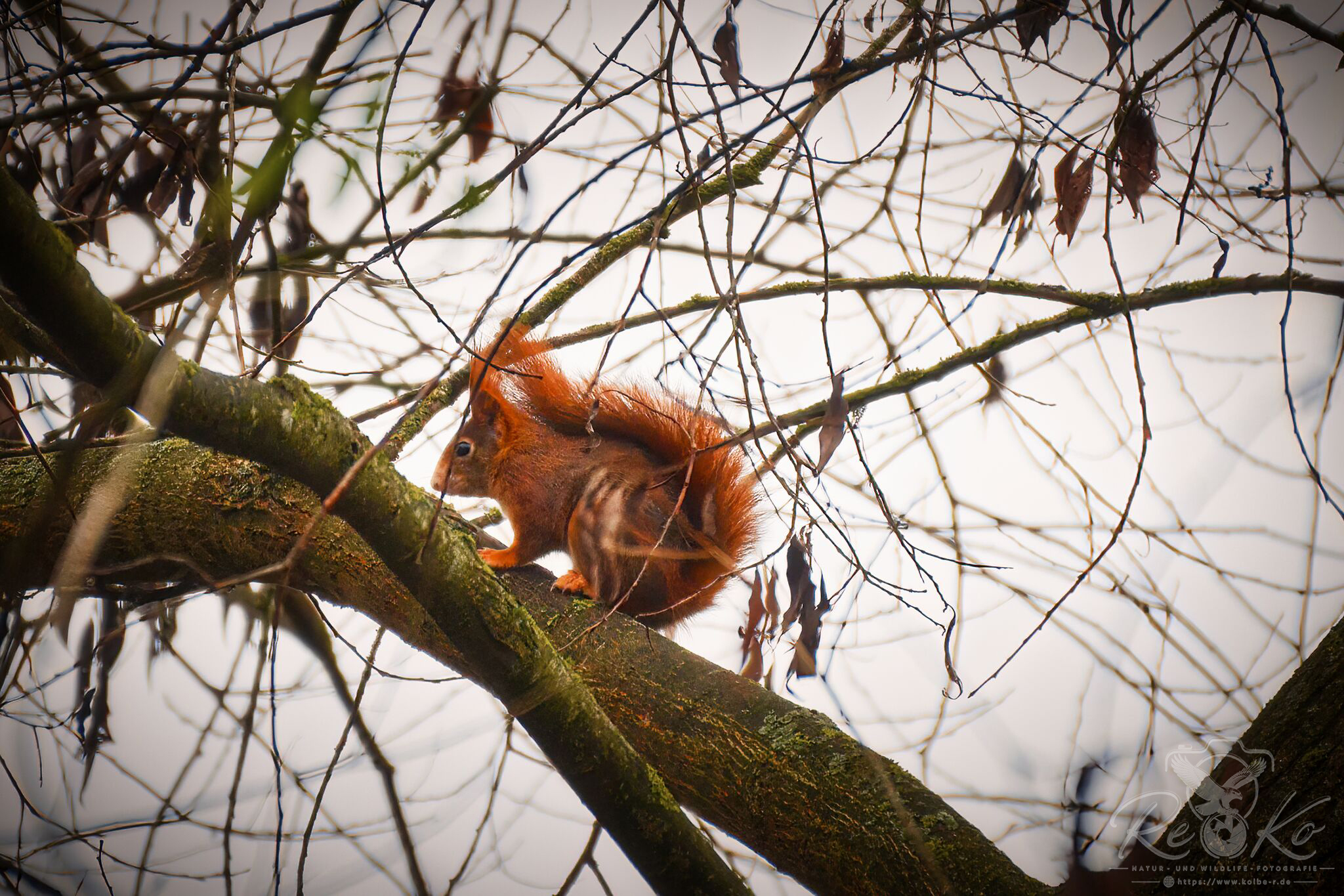 rotes Eichhörnchen...