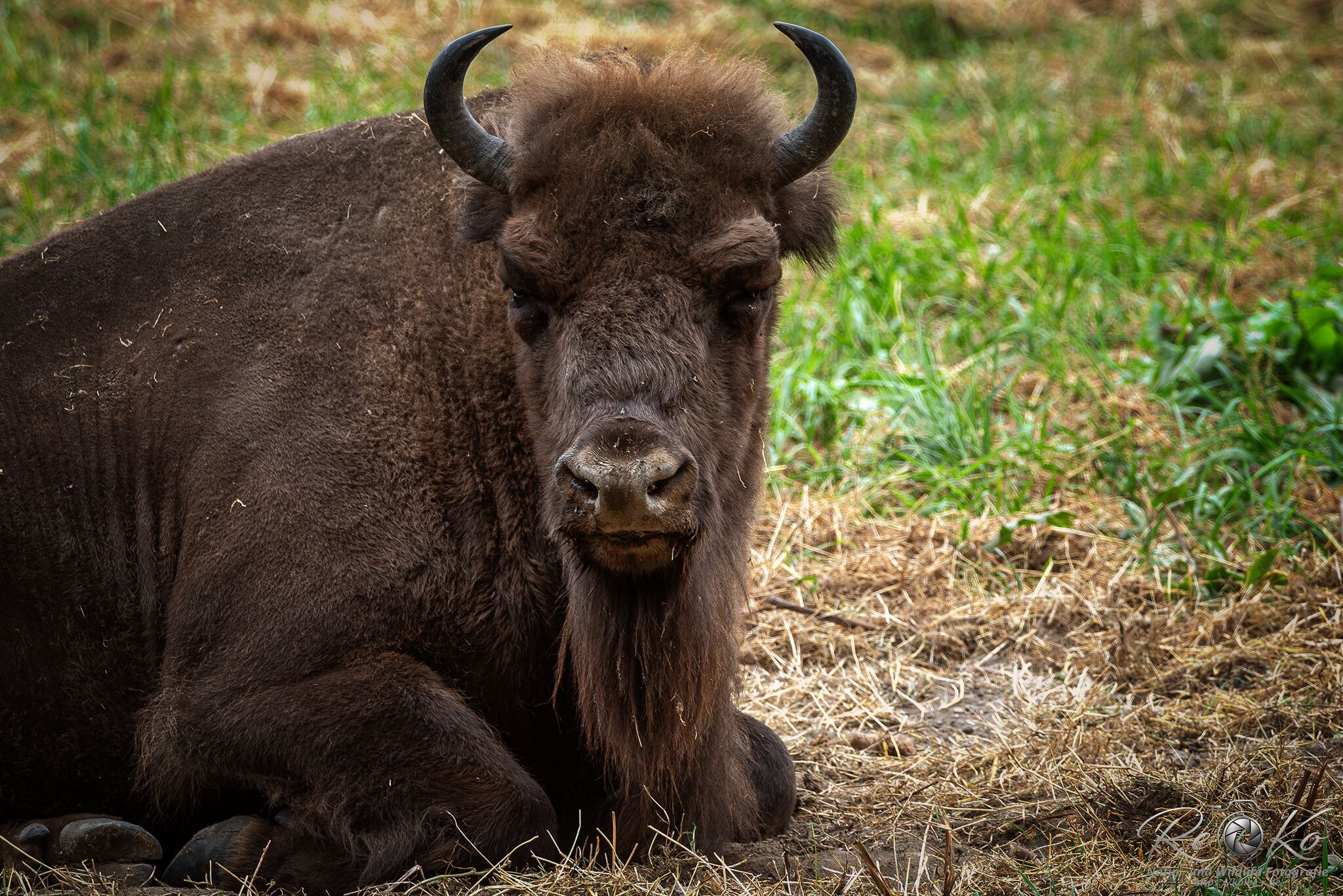 chilliger Wisent...