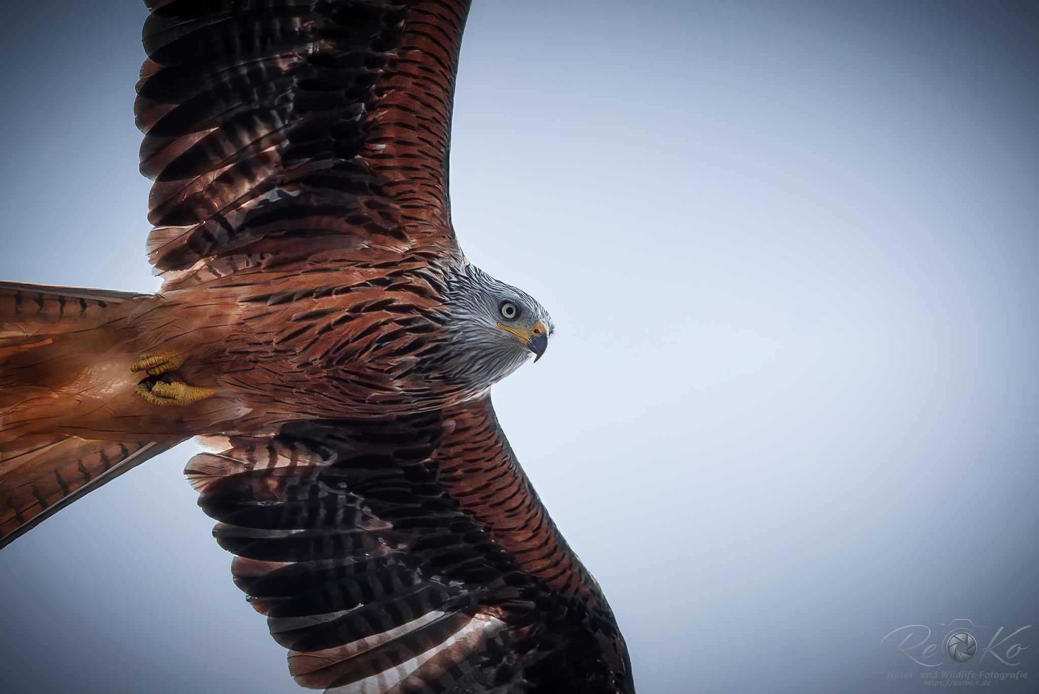 Rotmilan (Milvus Milvus)