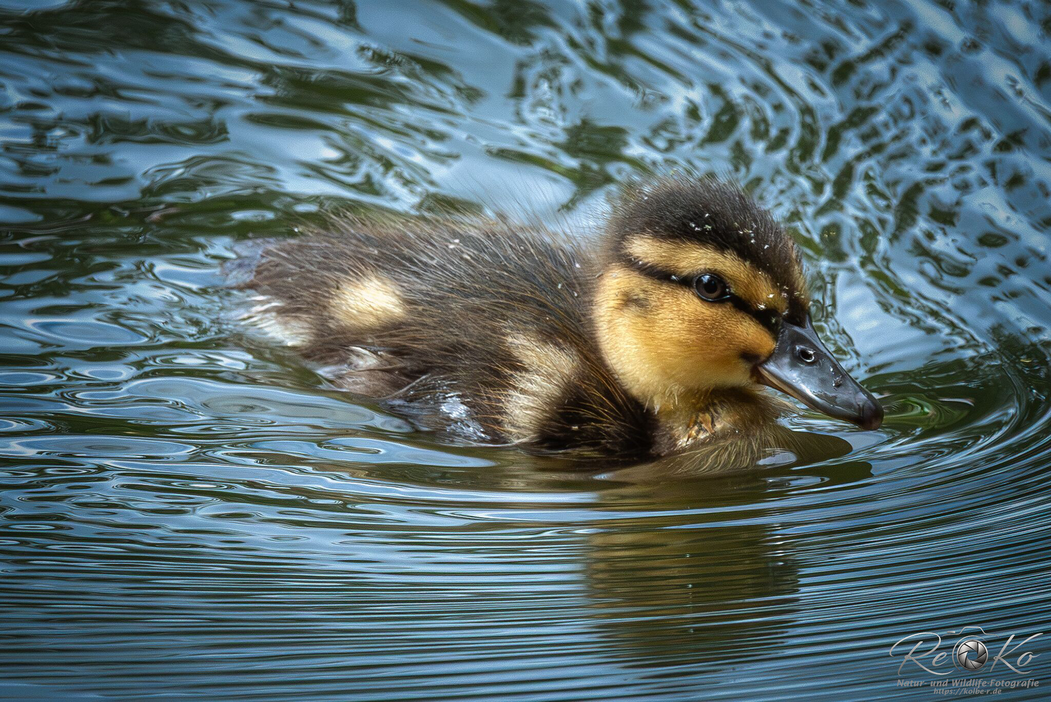 Enten-Baby...
